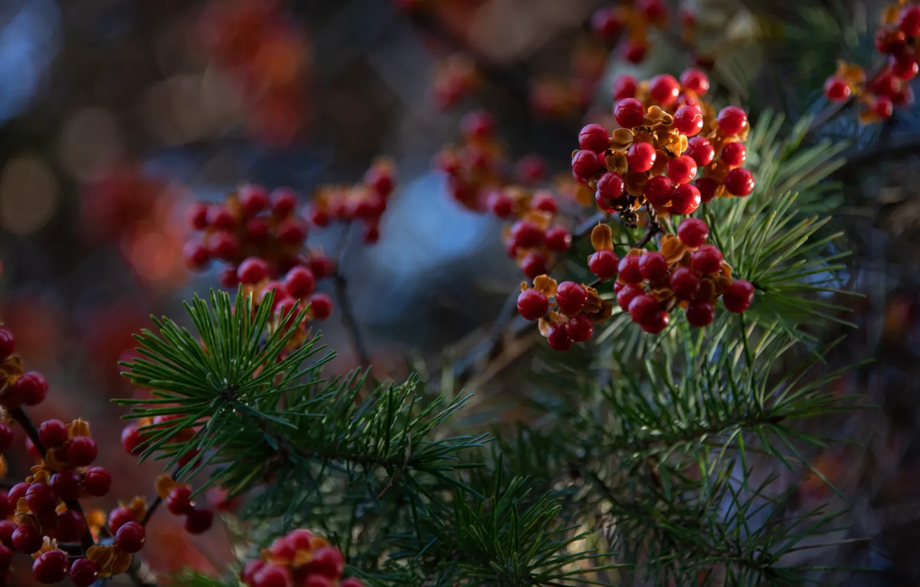 Photo wallpaper autumn, light, branches, red, berries, fruit, needles, bokeh