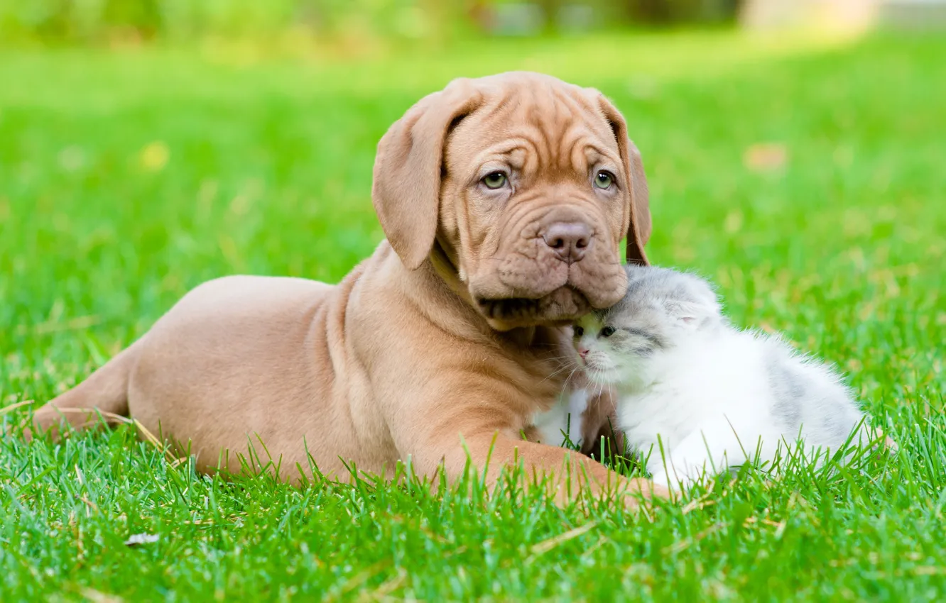 Photo wallpaper cat, grass, look, pose, each, together, glade, dog