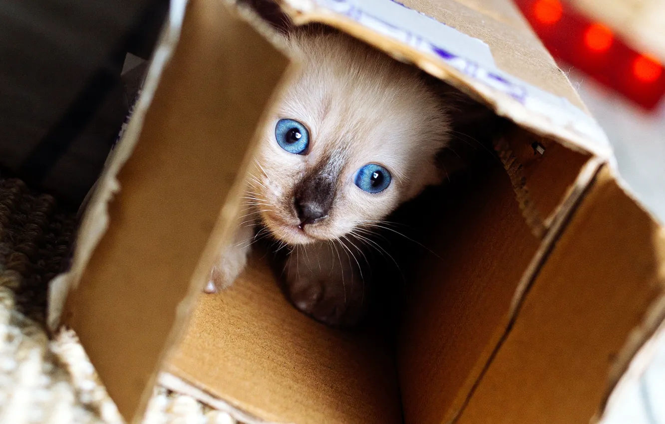 Photo wallpaper cat, look, pose, background, box, the game, baby, muzzle