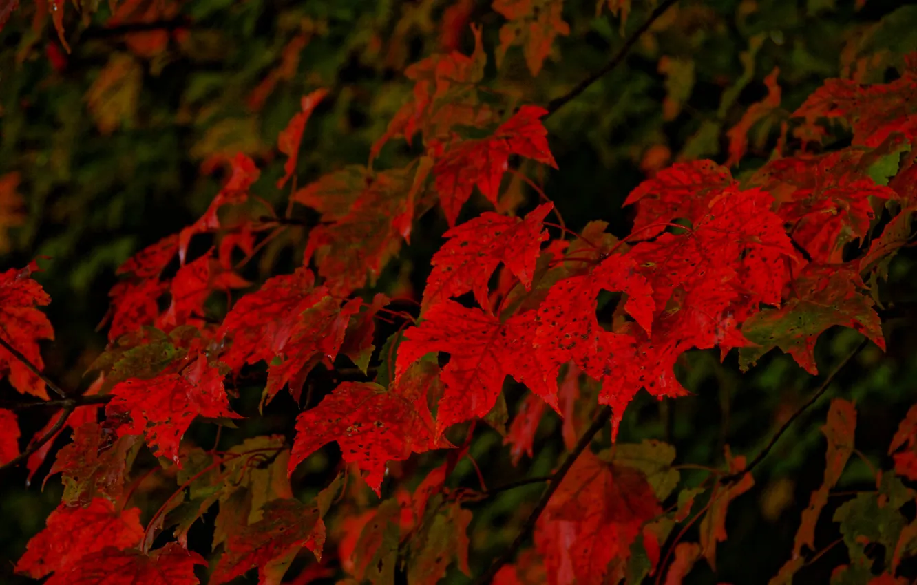 Photo wallpaper autumn, leaves, trees, maple, the crimson