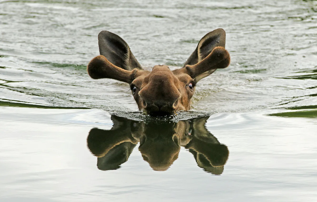 Photo wallpaper water, nature, moose