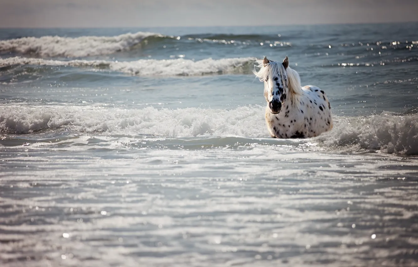 Photo wallpaper sea, wave, horse, bathing