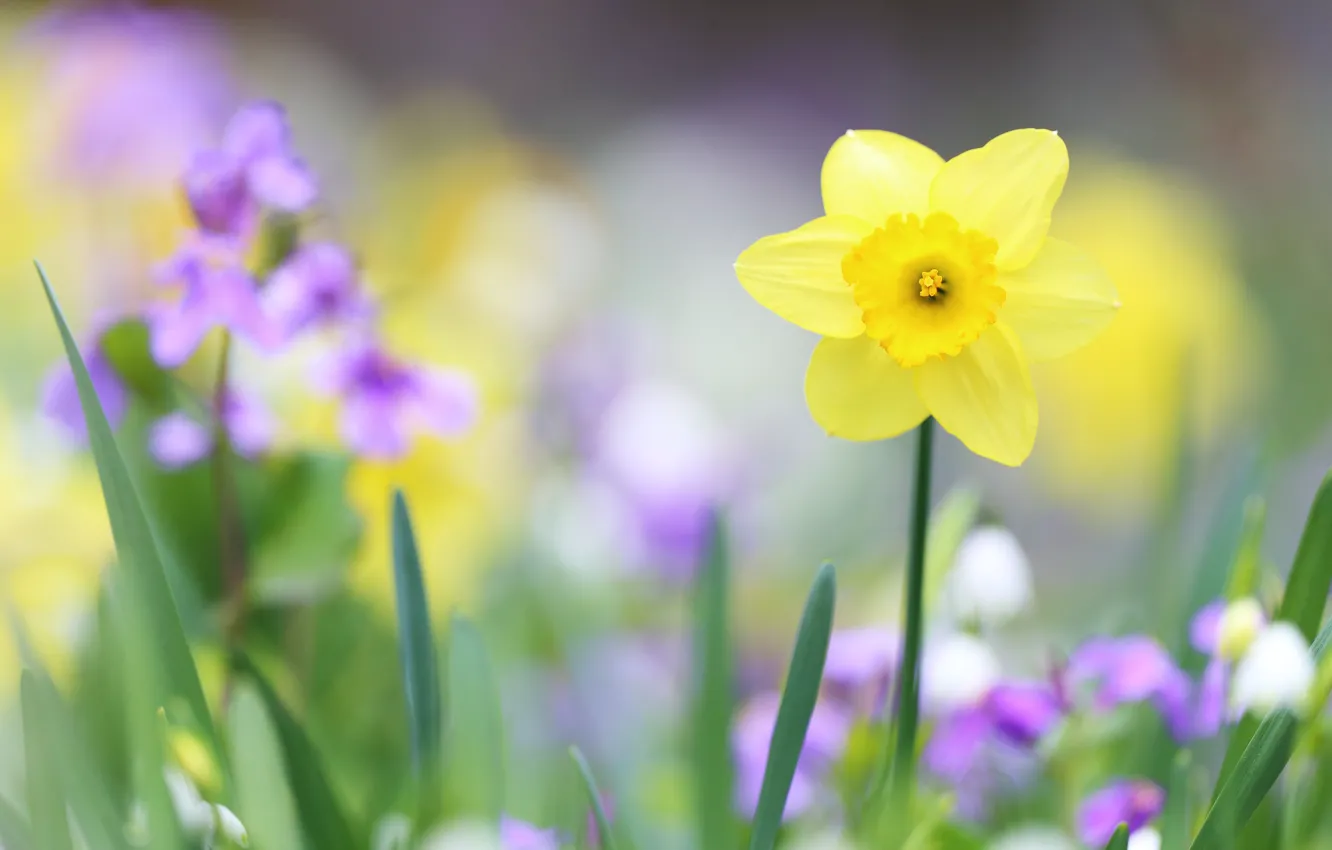 Photo wallpaper yellow, spring, Narcissus
