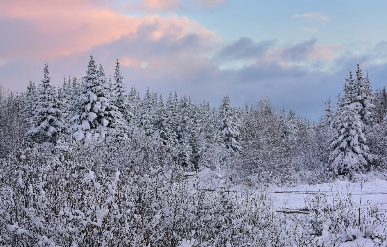 Photo wallpaper winter, forest, snow, ate, Canada, Canada, Newfoundland, Newfoundland