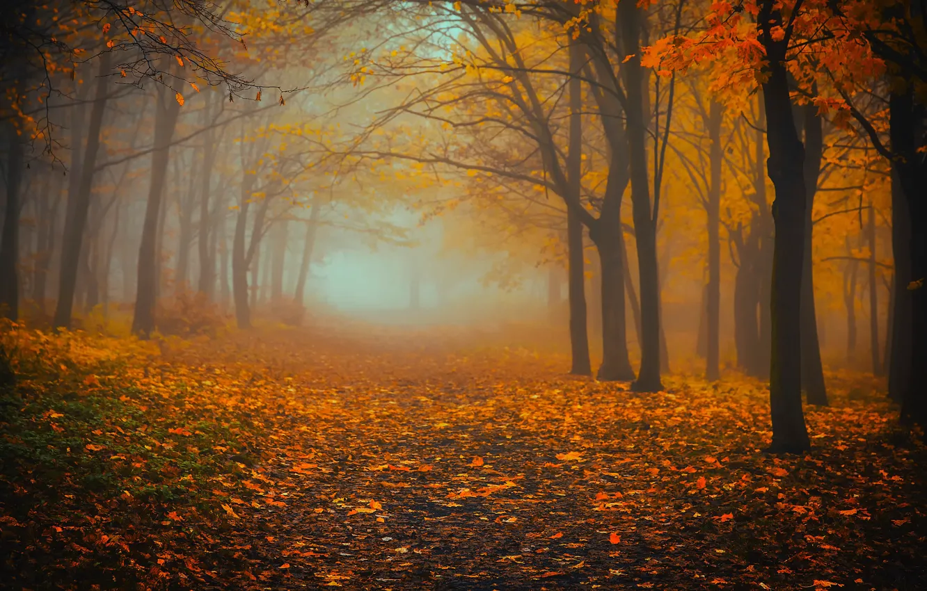 Photo wallpaper autumn, forest, trees, nature, fog, foliage