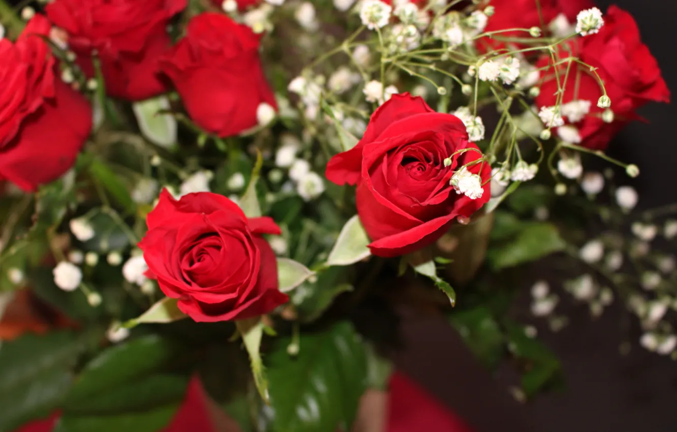 Photo wallpaper flowers, red, roses, bouquet, gypsophila