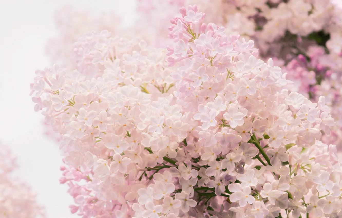 Photo wallpaper macro, flowers, pink, tenderness, spring, Lilac