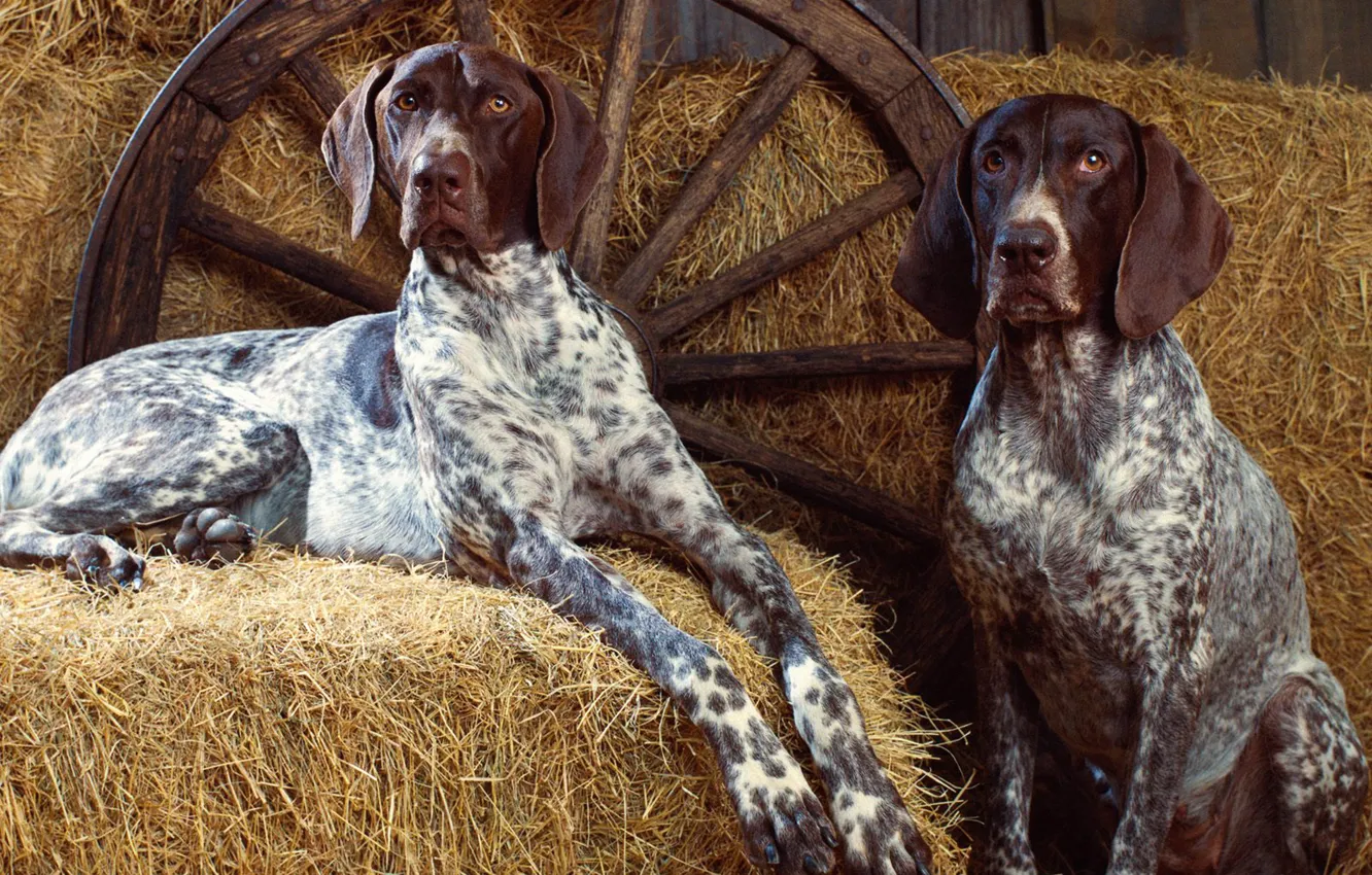 Photo wallpaper dog, wheel, spot, hay, dog, wheel, spots, hay