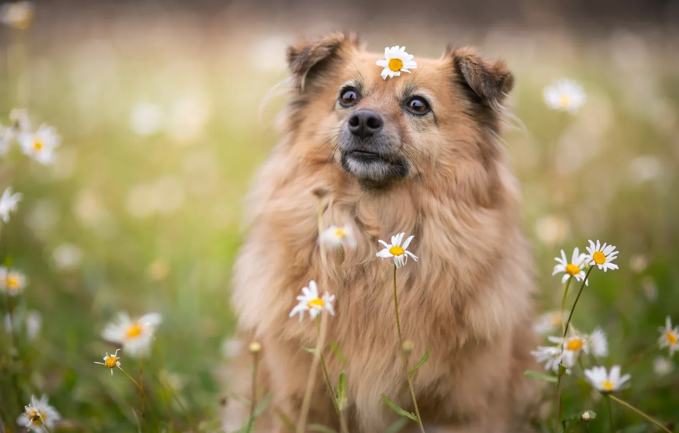 Photo wallpaper look, nature, pose, dog, face