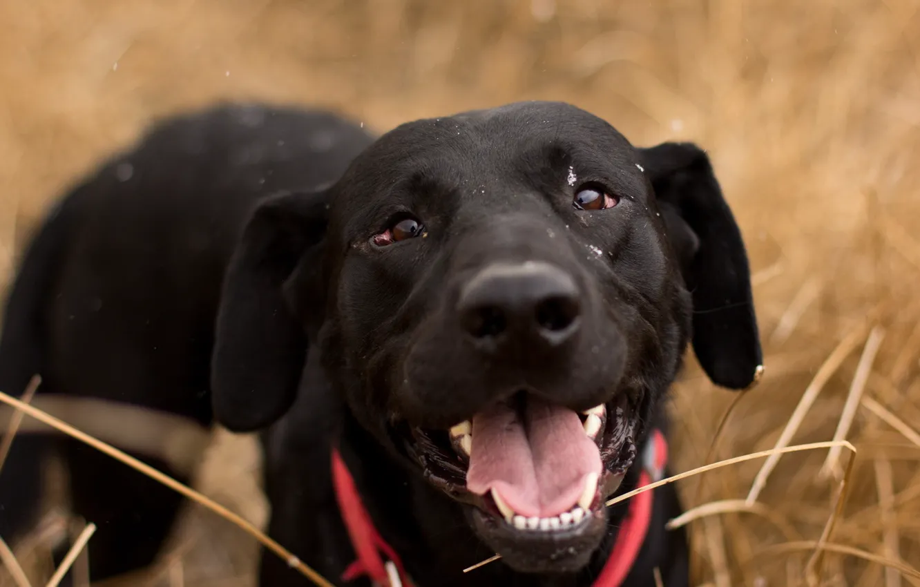 Photo wallpaper look, each, dog