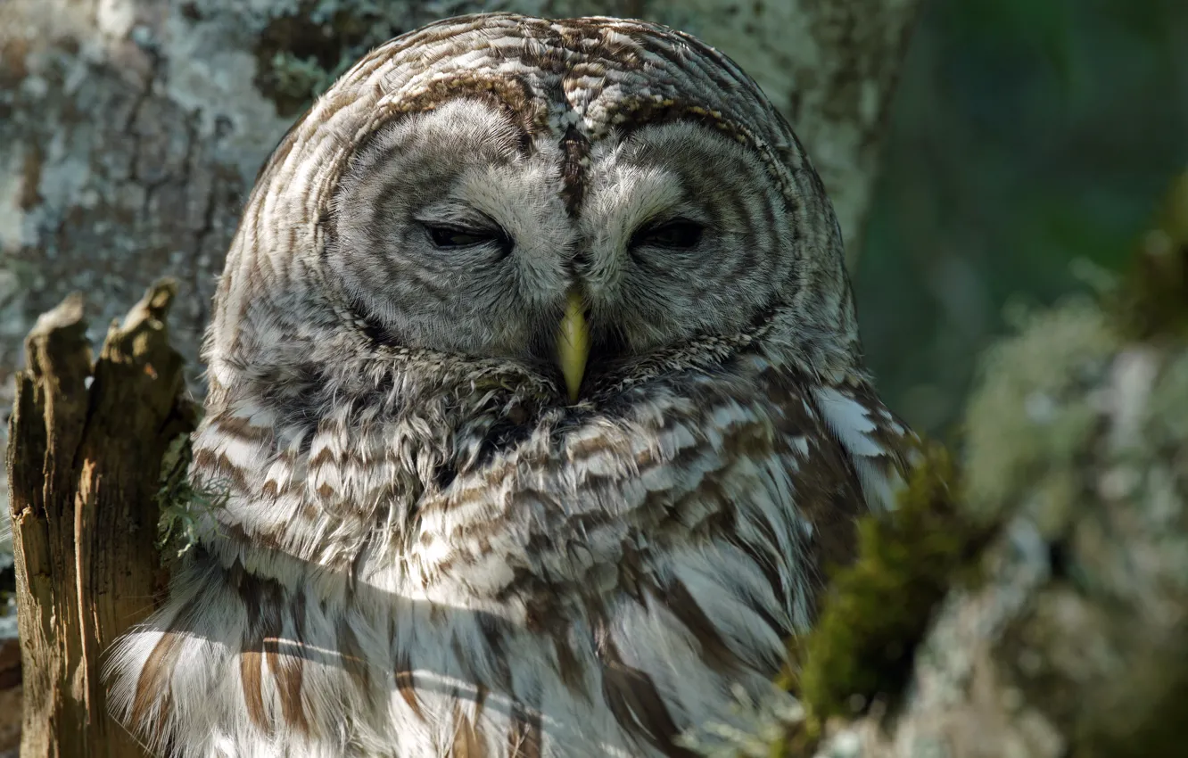 Photo wallpaper nature, owl, bird, portrait, bitches, owl