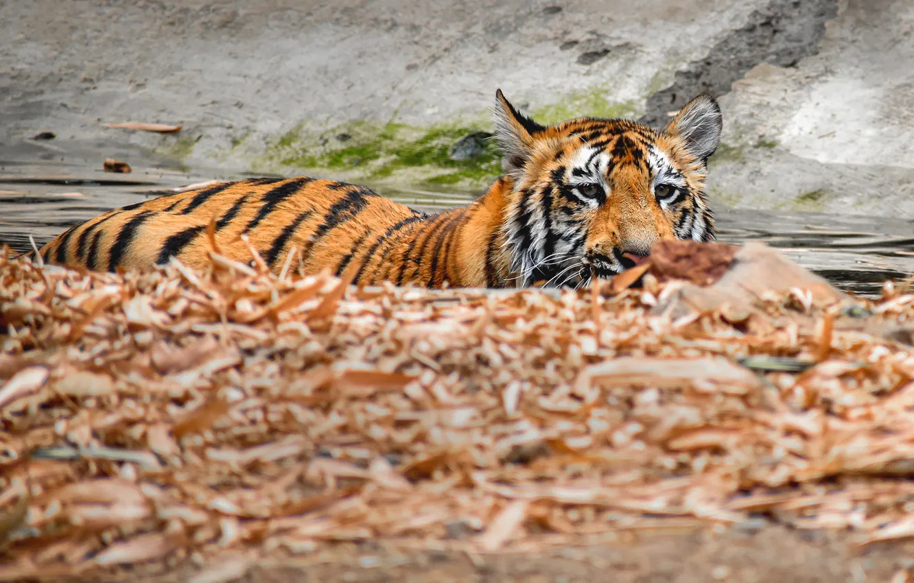 Photo wallpaper tiger, bathing, pond
