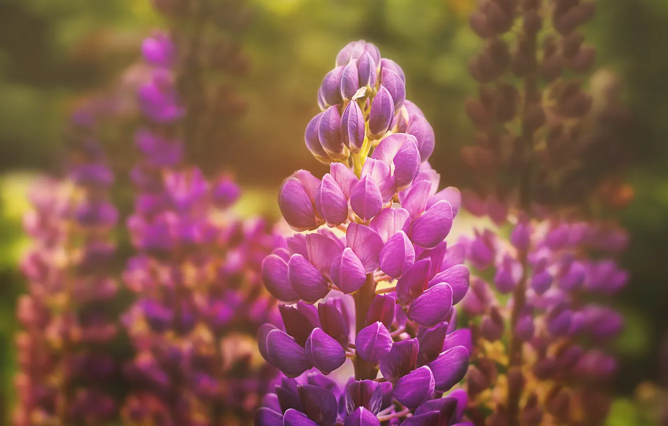 Photo wallpaper macro, flowers, pink, lupins