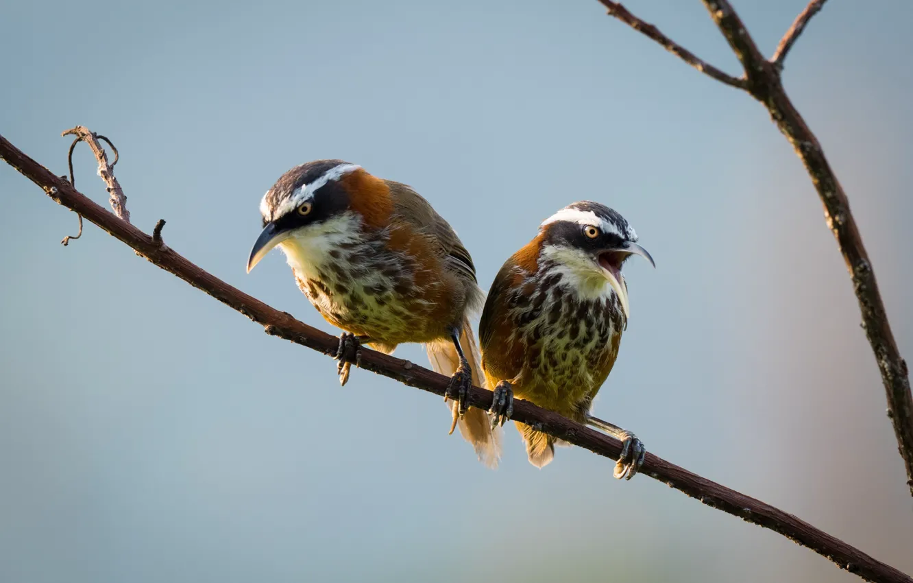 Photo wallpaper birds, branch, a couple