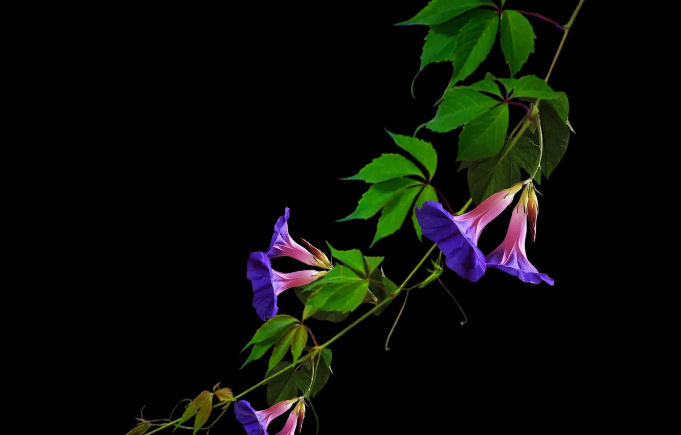 Photo wallpaper flower, blue, purple, exotic, wild, bell flowers
