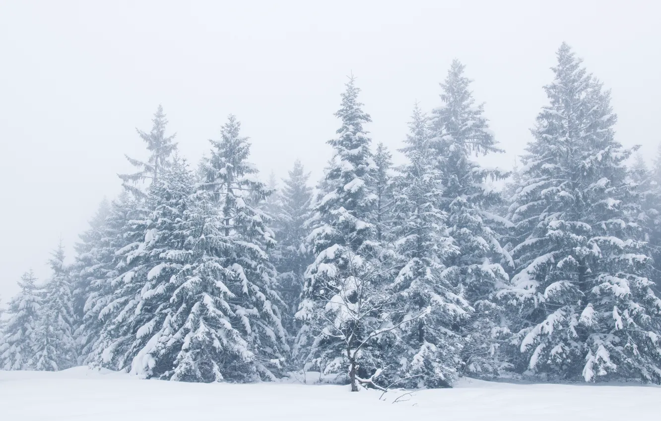 Photo wallpaper winter, snow, trees, landscape, winter, tree, landscape, beautiful