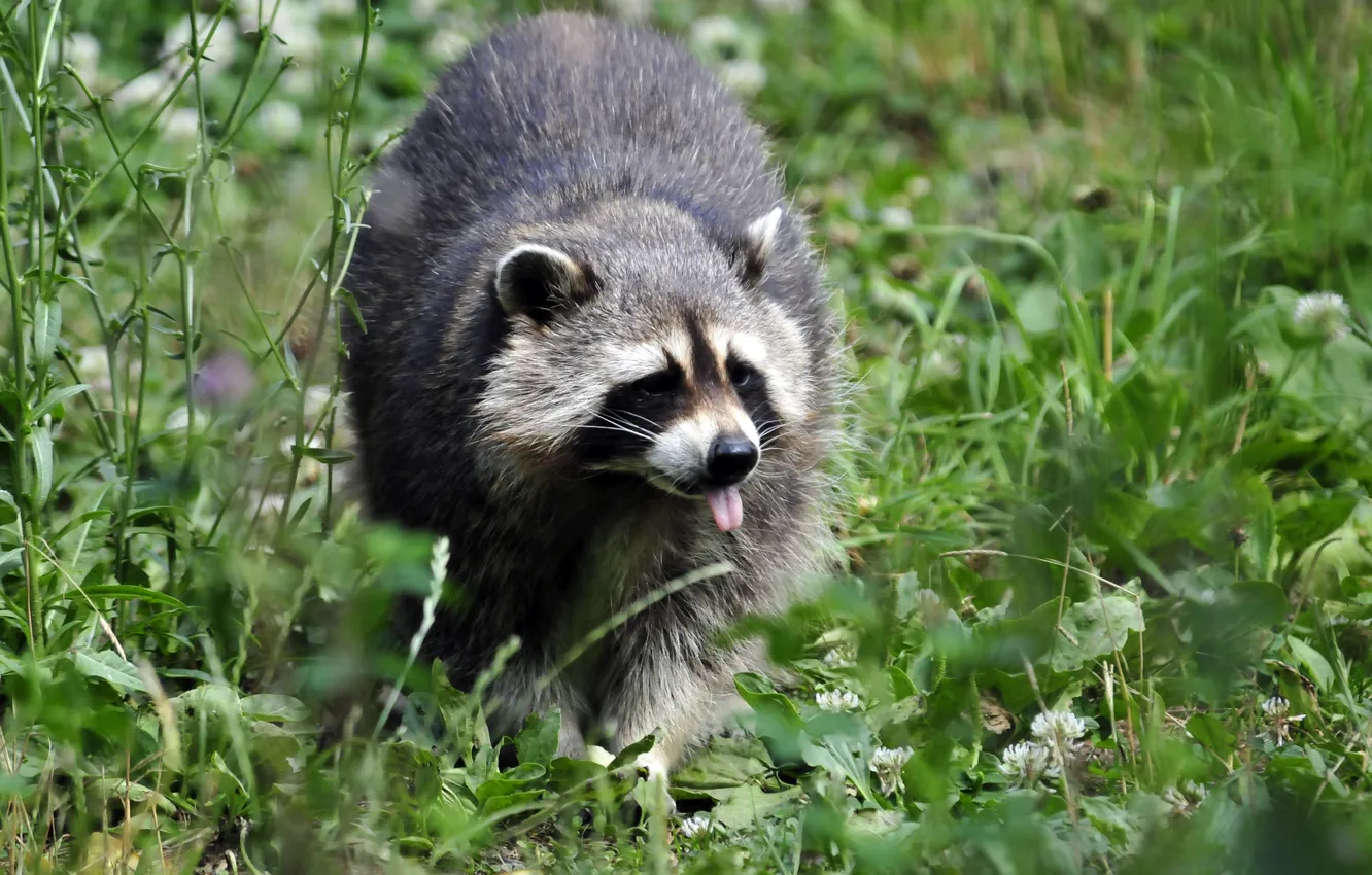 Photo wallpaper language, grass, raccoon