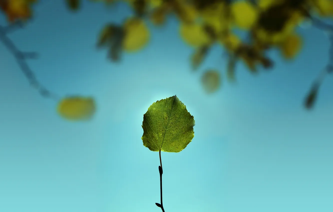 Photo wallpaper greens, the sky, leaves, macro, branches, nature, foliage, leaf