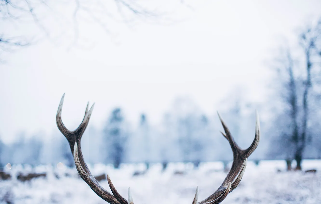 Photo wallpaper winter, deer, horns