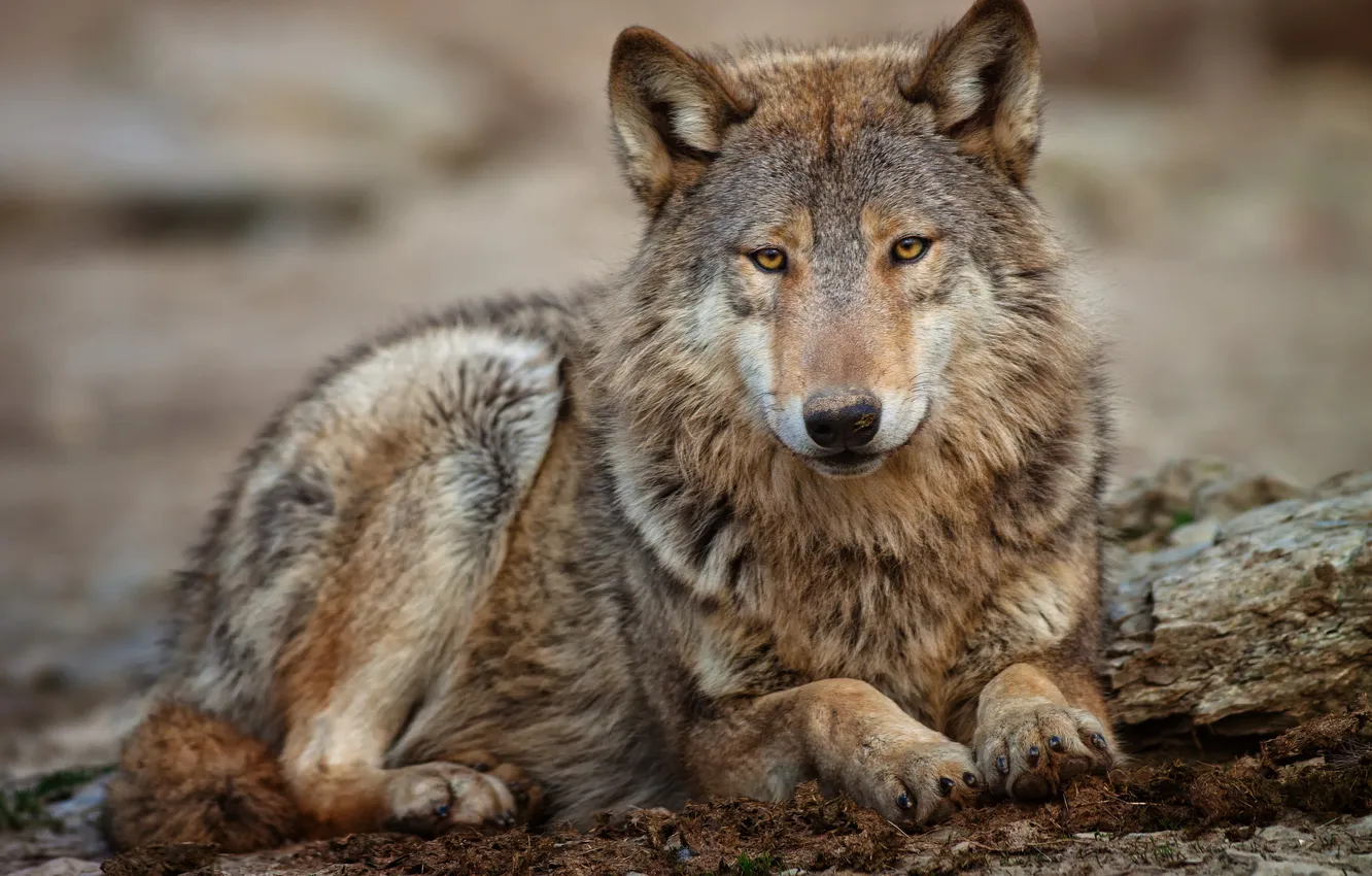 Photo wallpaper grey, wolf, lies, looks