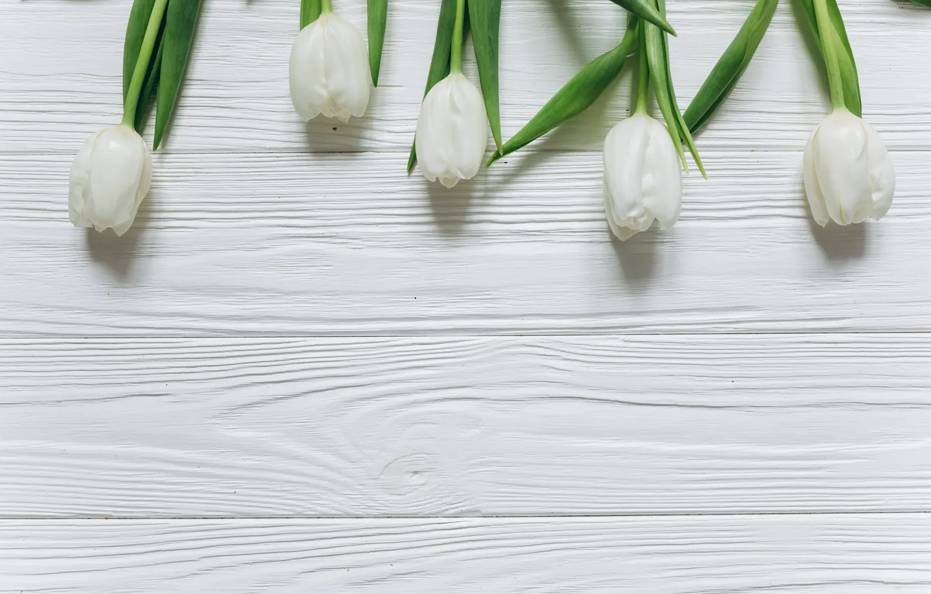 Photo wallpaper flowers, tulips, white, white, fresh, wood, blue, flowers