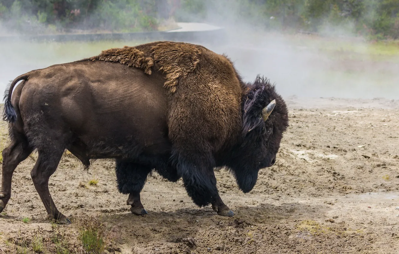 Photo wallpaper nature, background, Buffalo