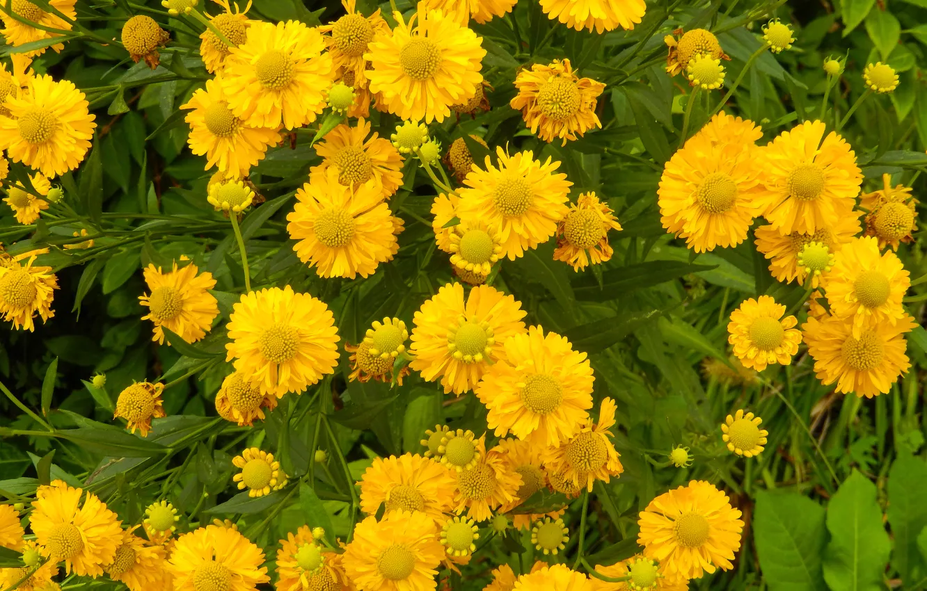 Photo wallpaper flower, grass, flowers, widescreen, Wallpaper, yellow, wallpaper, grass