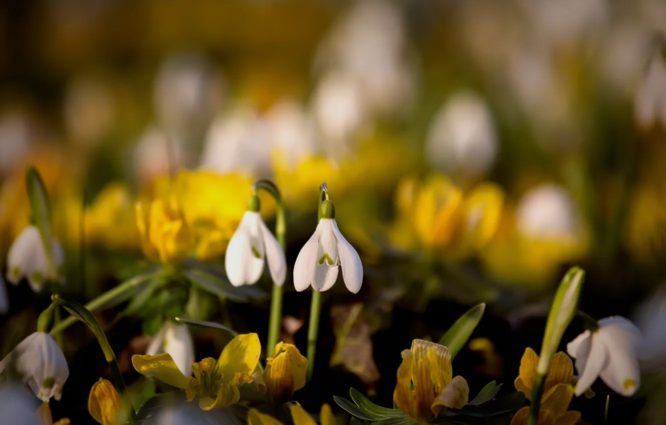 Photo wallpaper flowers, nature, spring