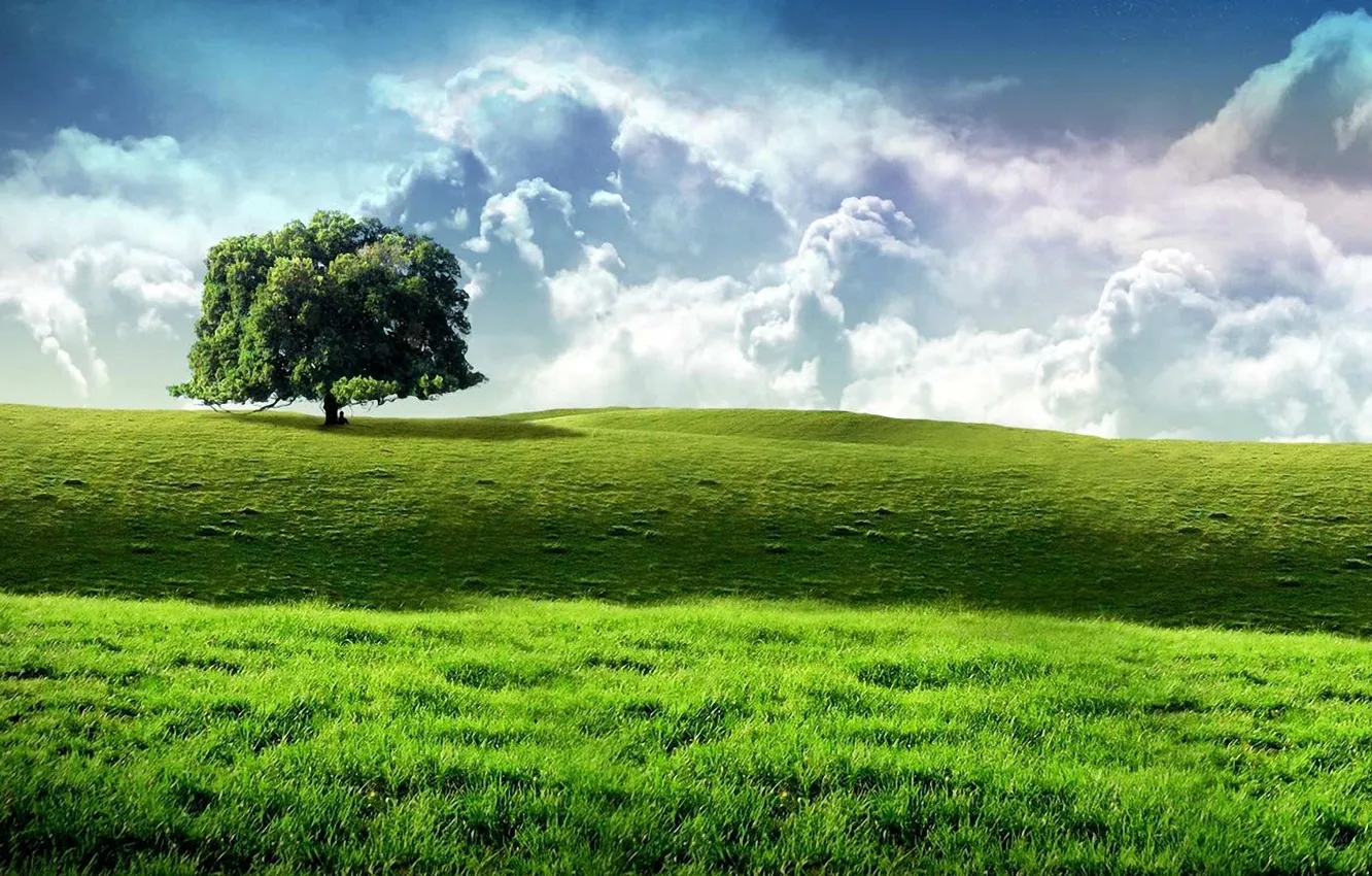 Photo wallpaper field, the sky, grass, trees, green