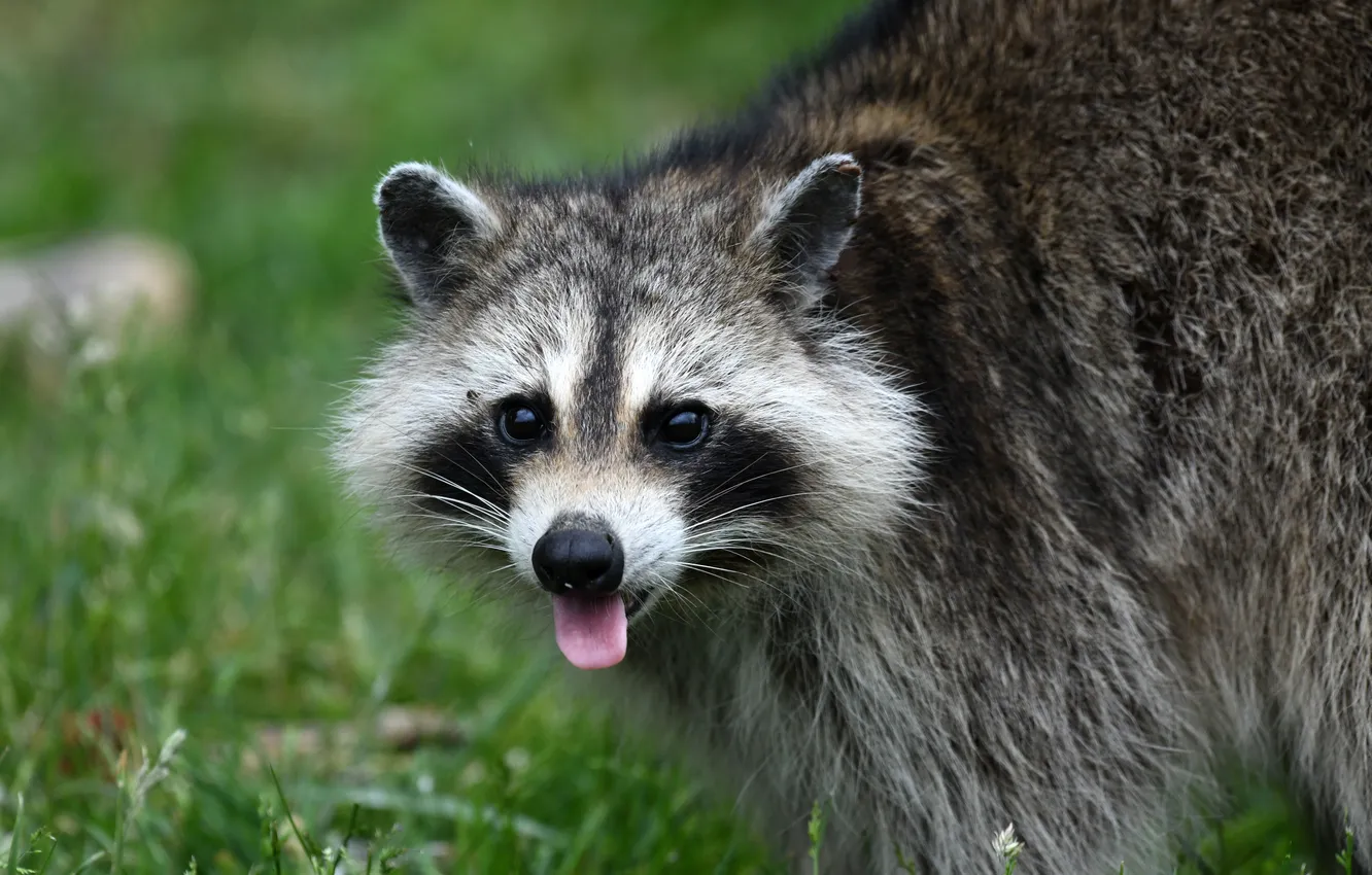 Photo wallpaper language, raccoon, animal