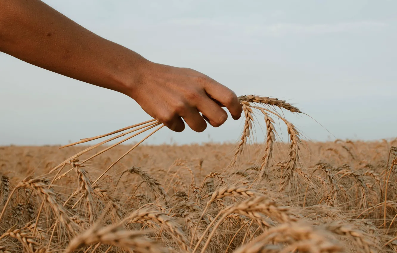 Photo wallpaper wheat, hands, ears, agriculture, agriculture, Food security, Food security, Harvesting in the fields