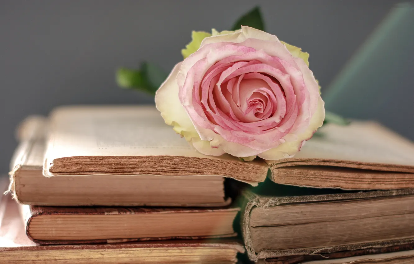 Photo wallpaper flower, gentle, rose, books