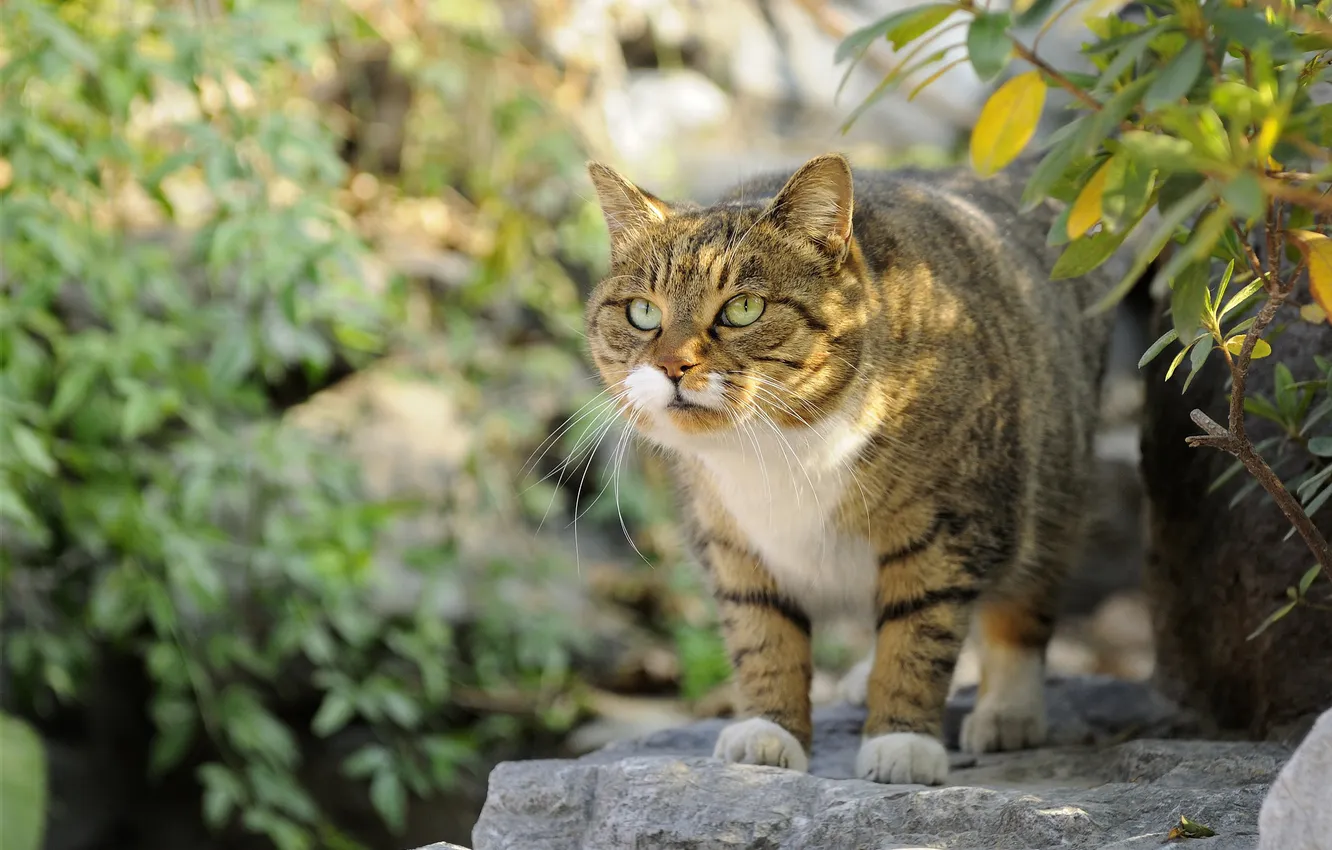 Photo wallpaper cat, cat, look, leaves, light, branches, nature, pose