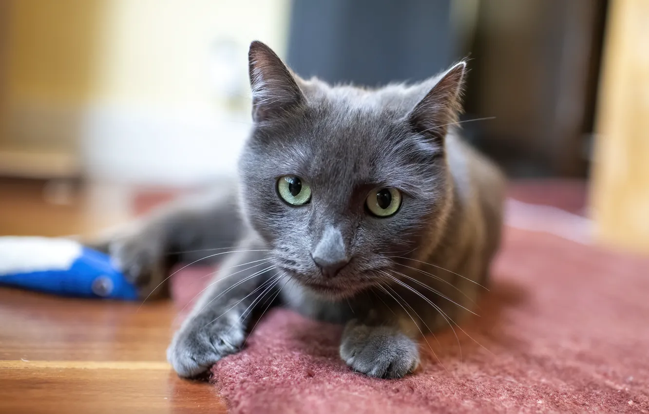 Photo wallpaper cat, cat, look, face, grey, room, portrait, smoky