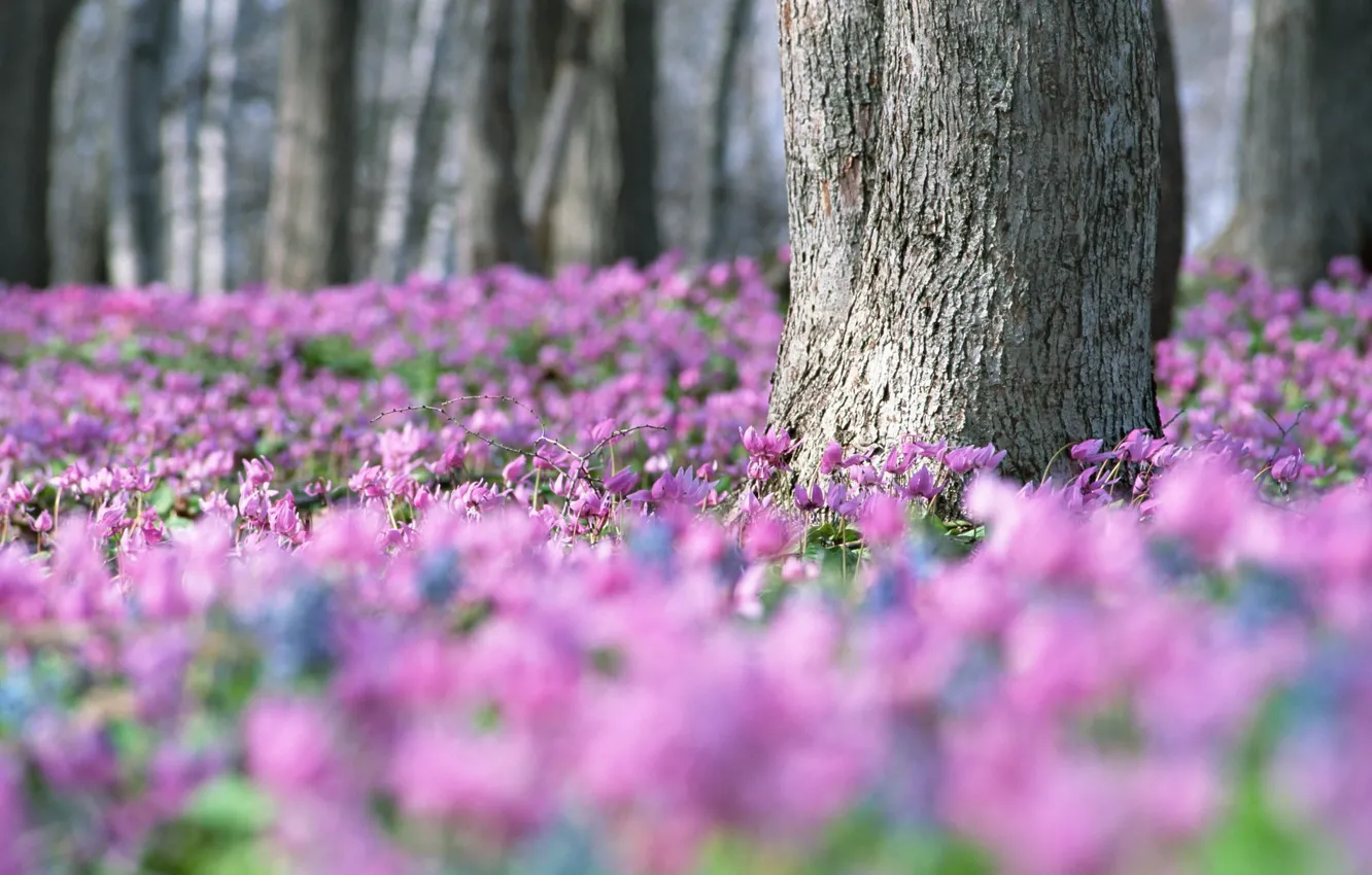 Photo wallpaper forest, flowers, tree, glade, blur
