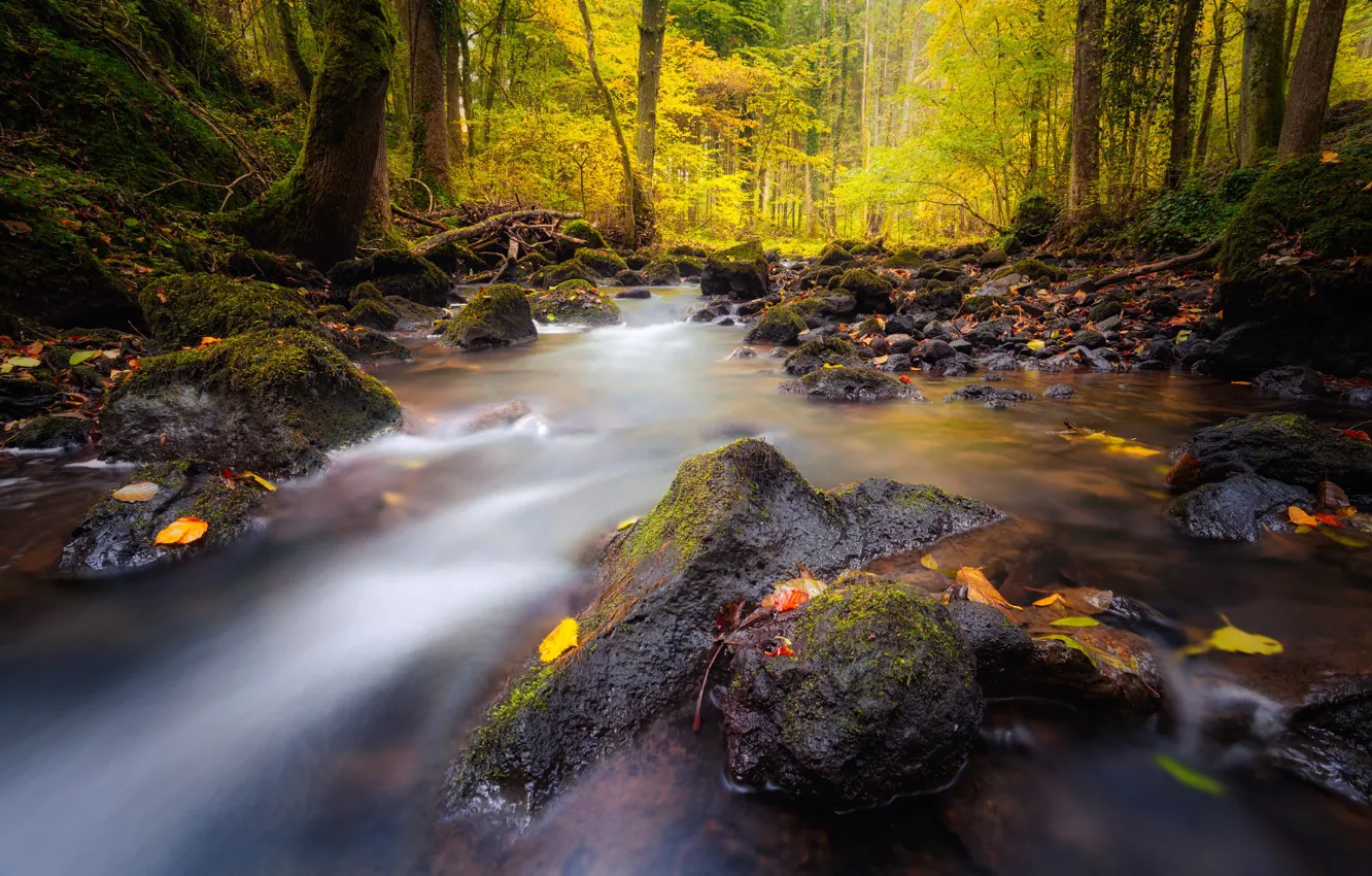 Photo wallpaper autumn, forest, stream, river