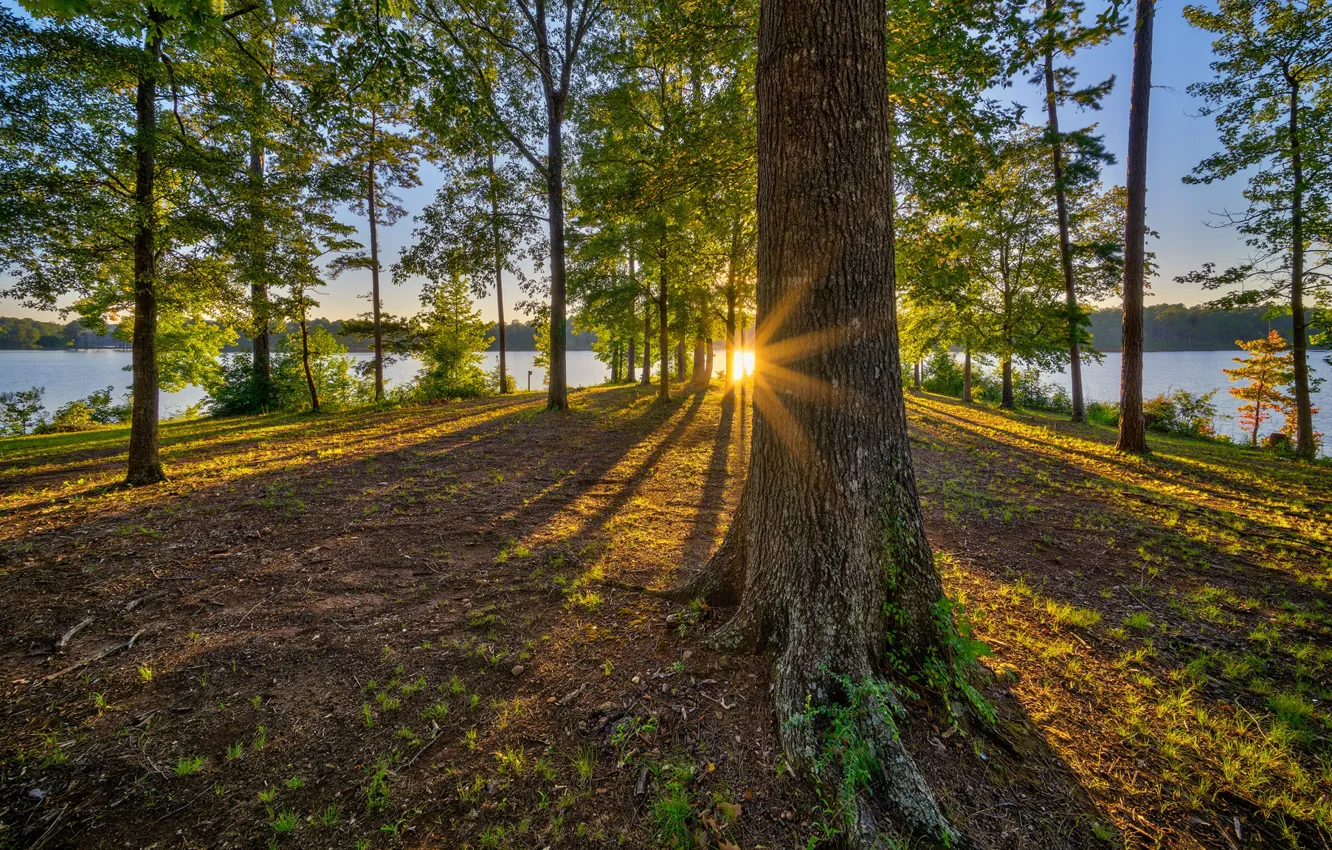 Photo wallpaper forest, the sun, rays, trees, shore, pond