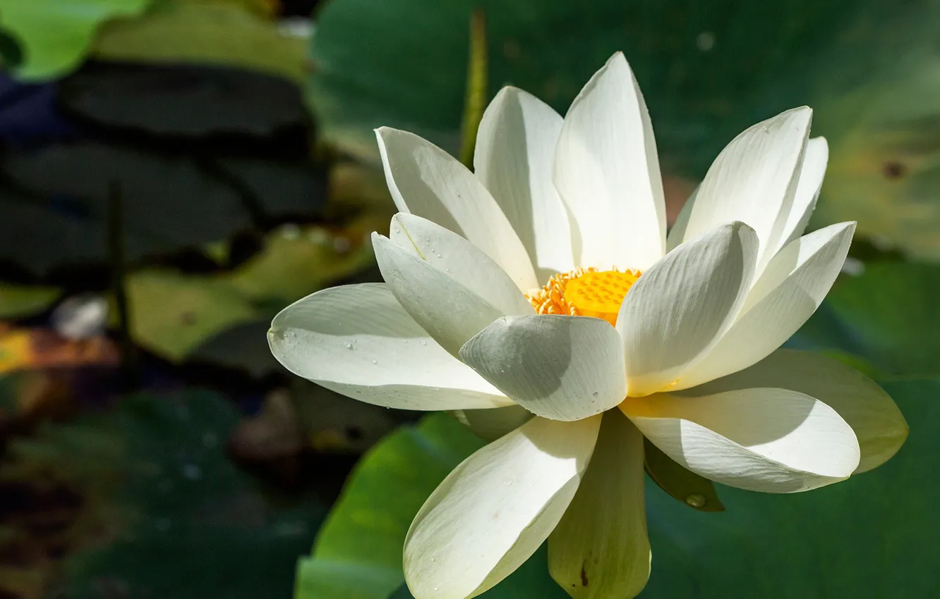 Photo wallpaper white, petals, Lotus