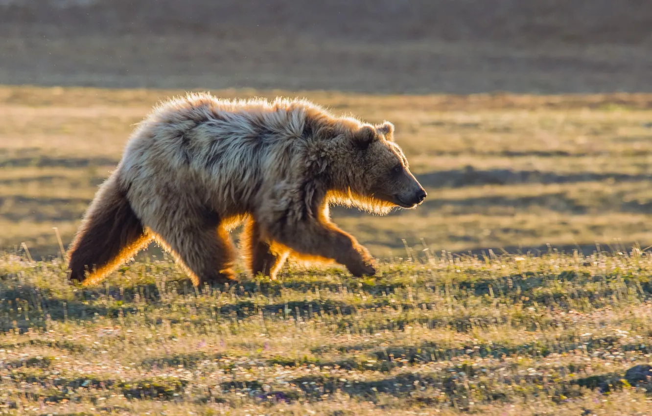 Photo wallpaper field, summer, bear