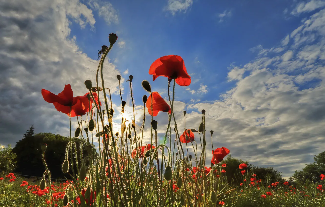 Photo wallpaper field, the sky, grass, clouds, flowers, Maki, meadow