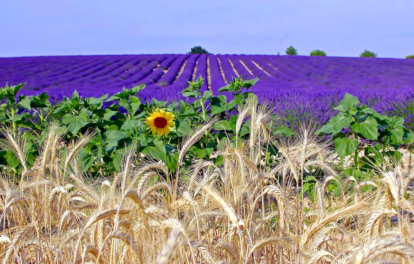 Photo wallpaper field, flowers, France, sunflower, ears, lavender, plantation, Provence