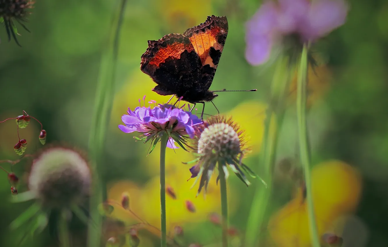 Photo wallpaper summer, macro, flowers, nature, butterfly, urticaria