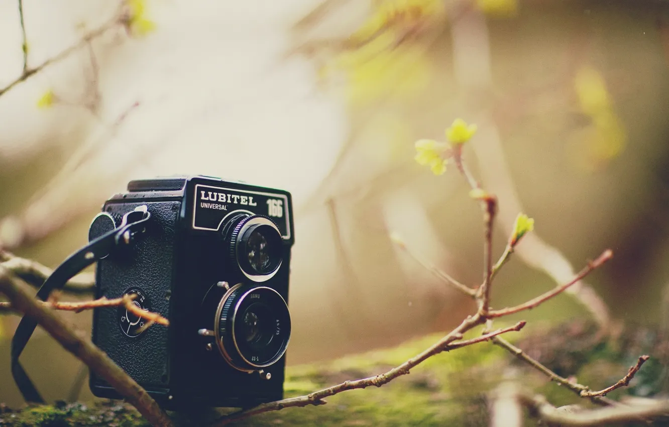 Photo wallpaper leaves, branches, background, tree, widescreen, Wallpaper, blur, the camera
