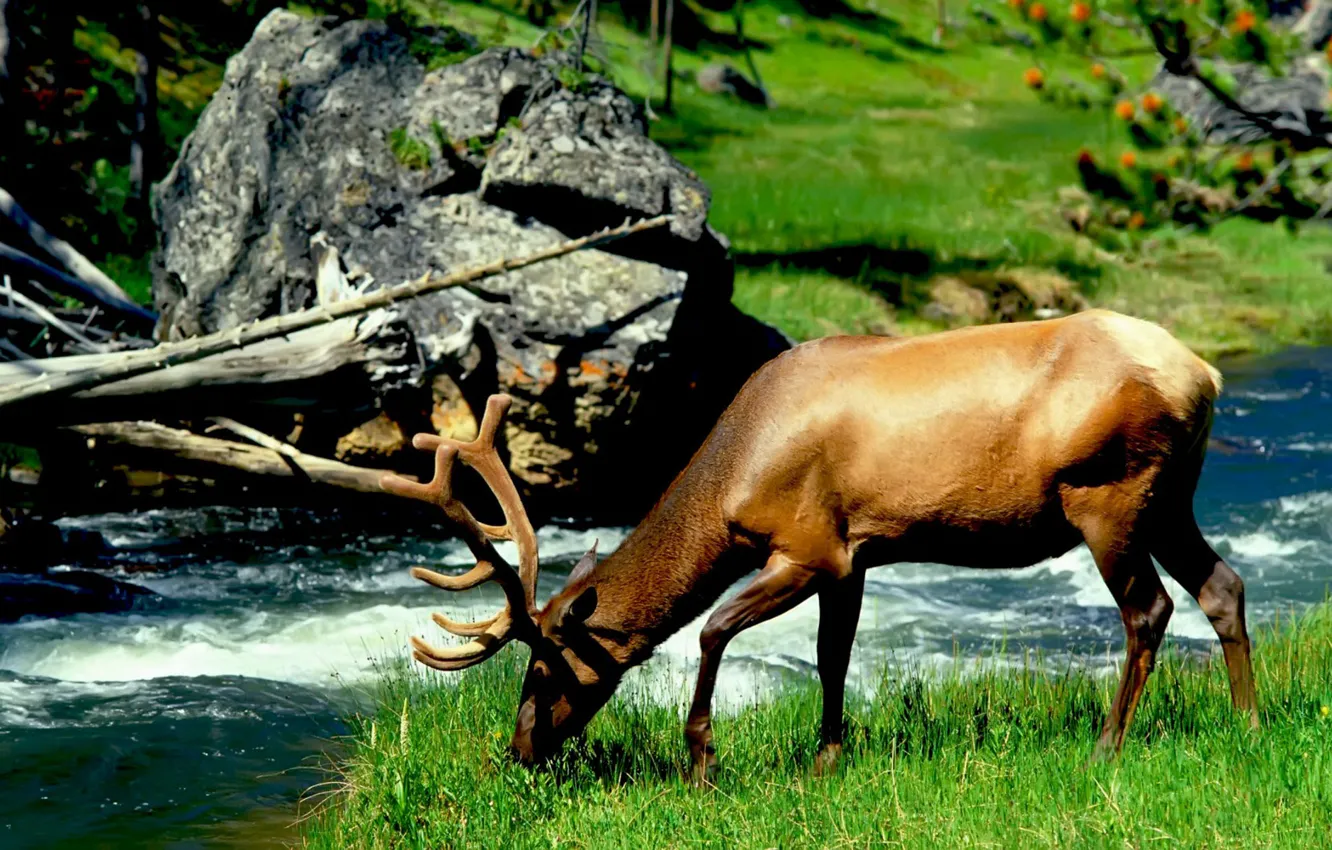 Photo wallpaper river, different, moose, zhyvotnyh