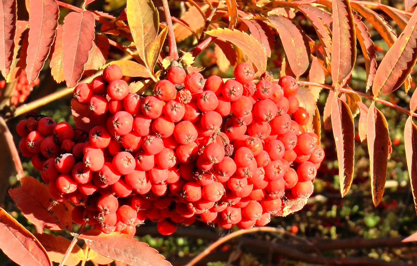 Photo wallpaper autumn, berries, brush, Rowan