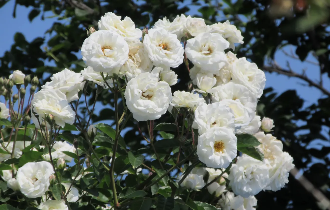 Photo wallpaper flowers, roses, white, white roses, Meduzanol ©, Summer 2018