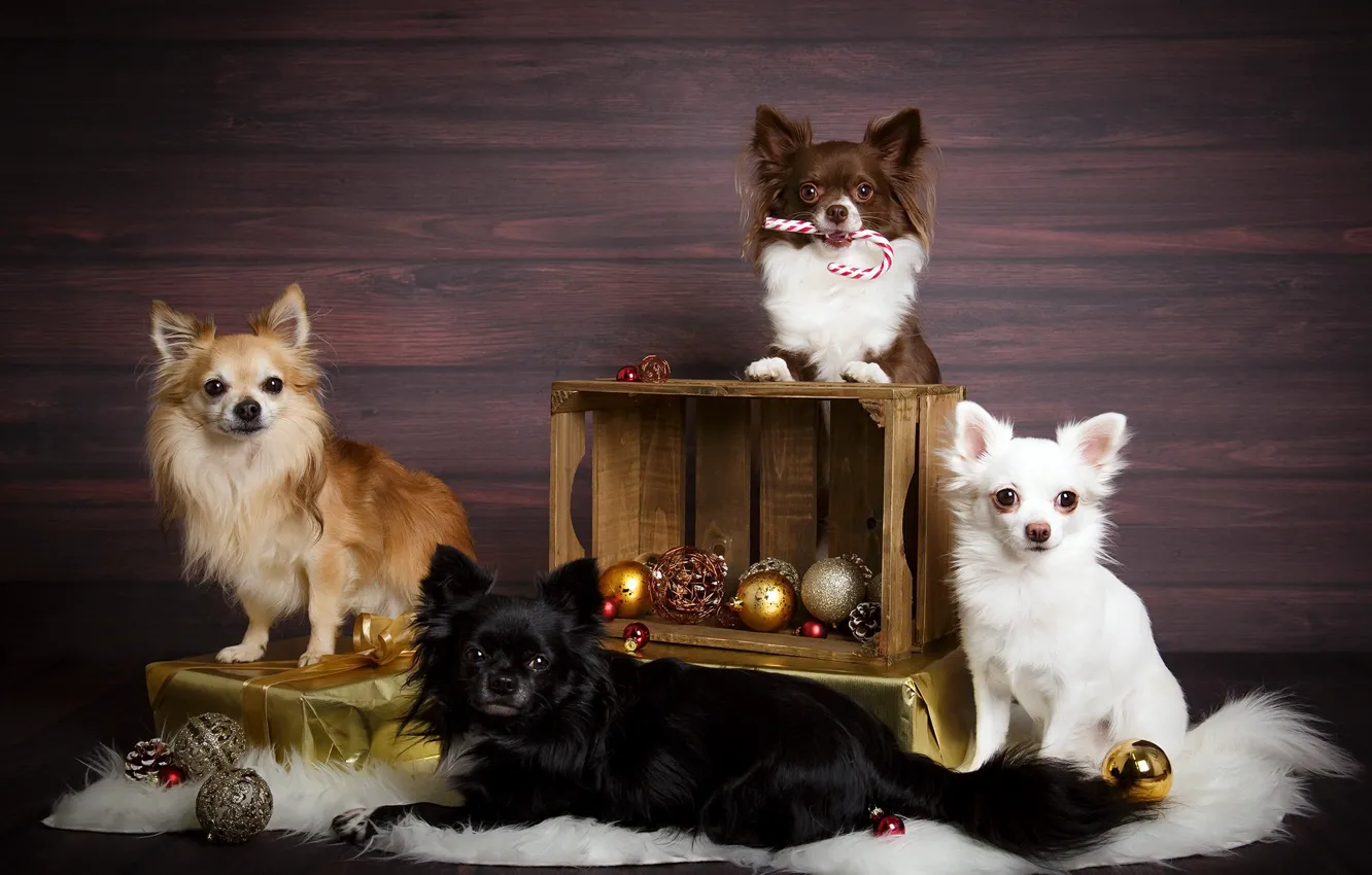 Photo wallpaper dogs, holiday, toys