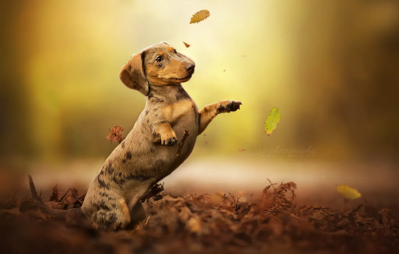 Photo wallpaper autumn, leaves, dog, stand, bokeh, Dachshund