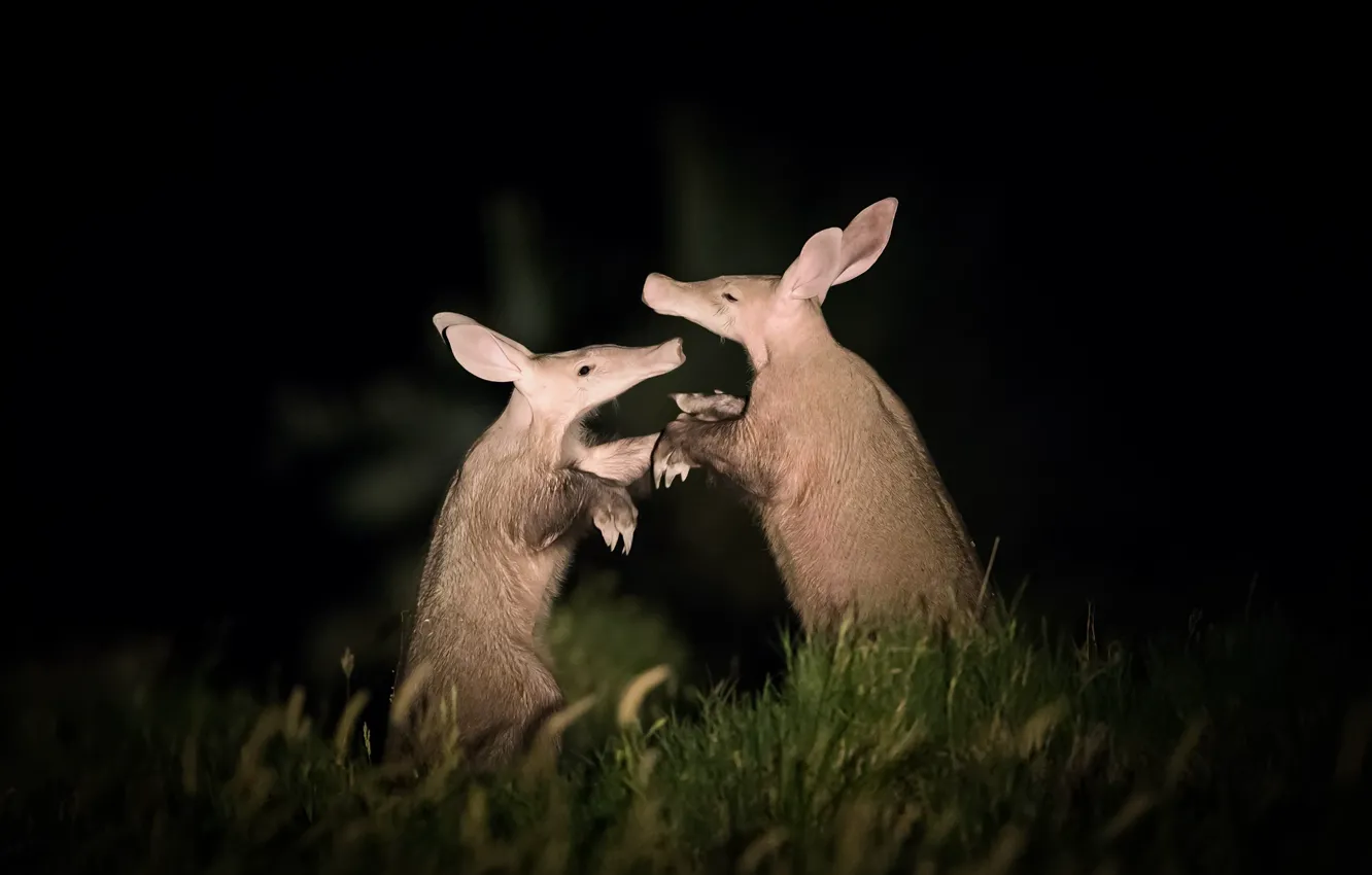 Photo wallpaper nature, background, The aardvark