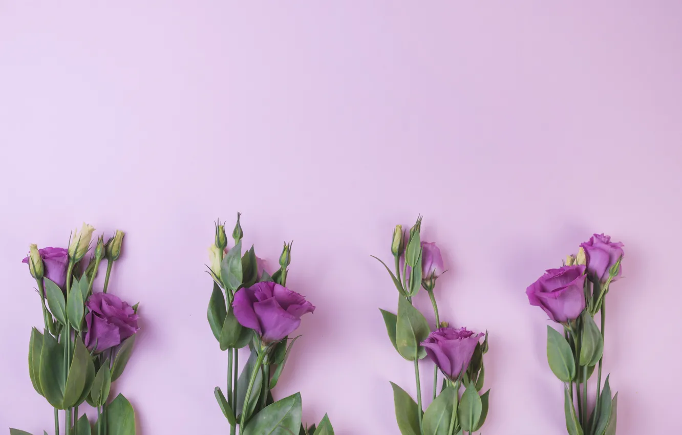Photo wallpaper purple, flowers, background, flowers, purple, eustoma, eustoma
